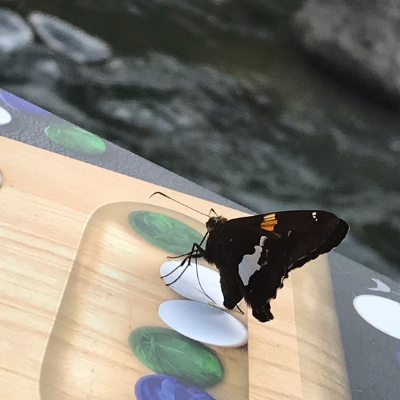 Meet your Posher, Theresa - Picture 1 of 1